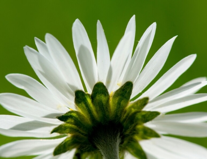 Оздоровительная - Санаторий «им. Орджоникидзе» Кисловодск